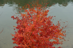 川縁紅葉図