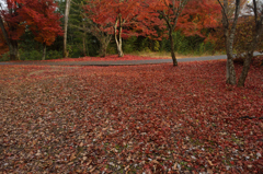 紅