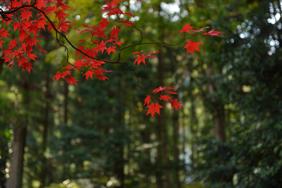 紅葉