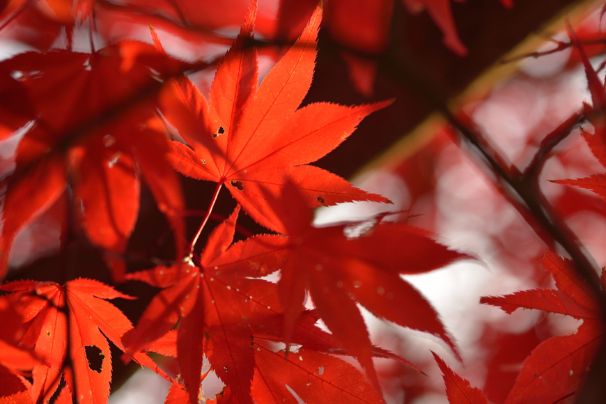 紅葉の夢