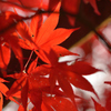 紅葉の夢