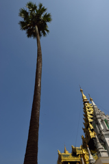 椰子と寺院