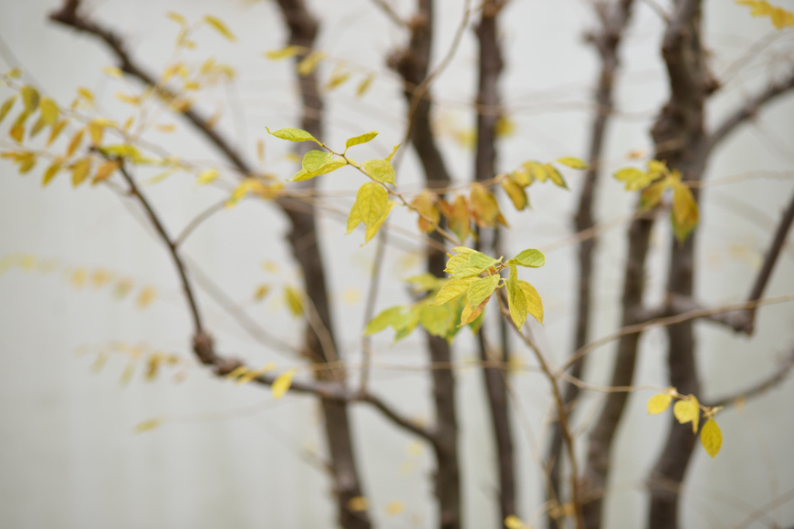 晩秋の樹