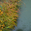 Rainy Day