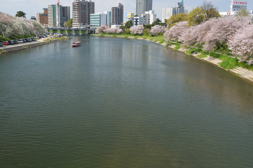 桜