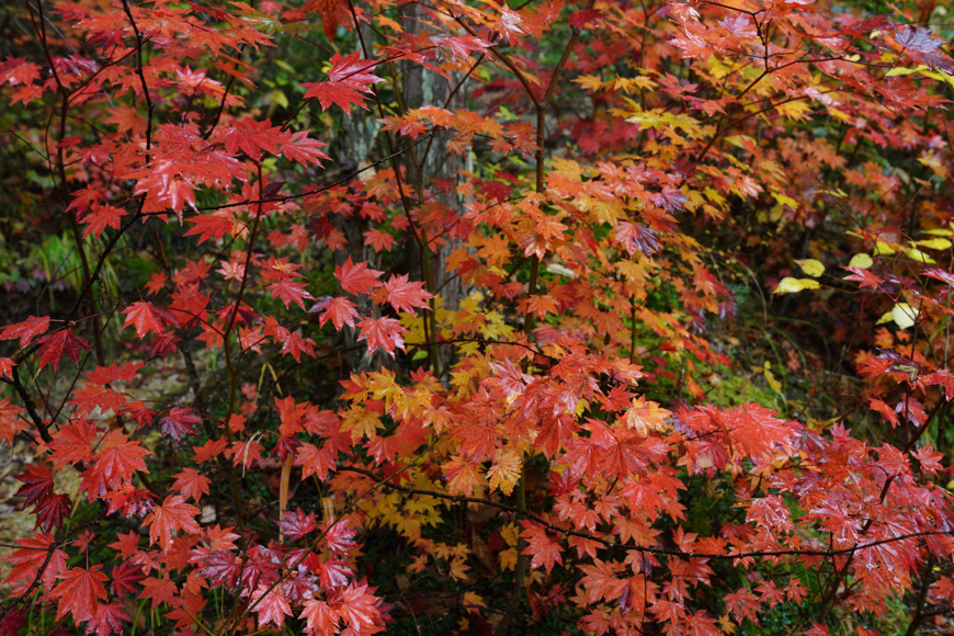 濡れた紅葉