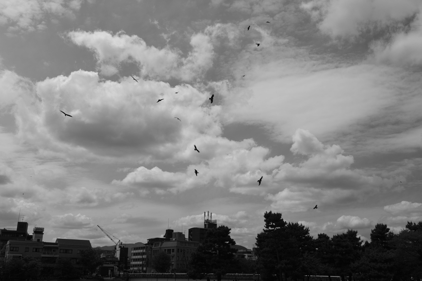 街とトンビ（自然との共生）