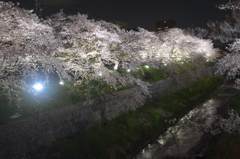 夜桜