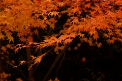 DSCF0003