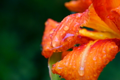 梅雨の合間　庭の花