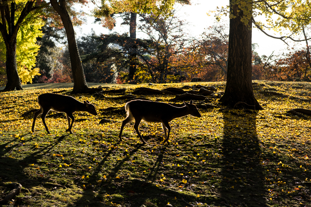 秋・奈良公園