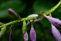 梅雨の合間　庭の花