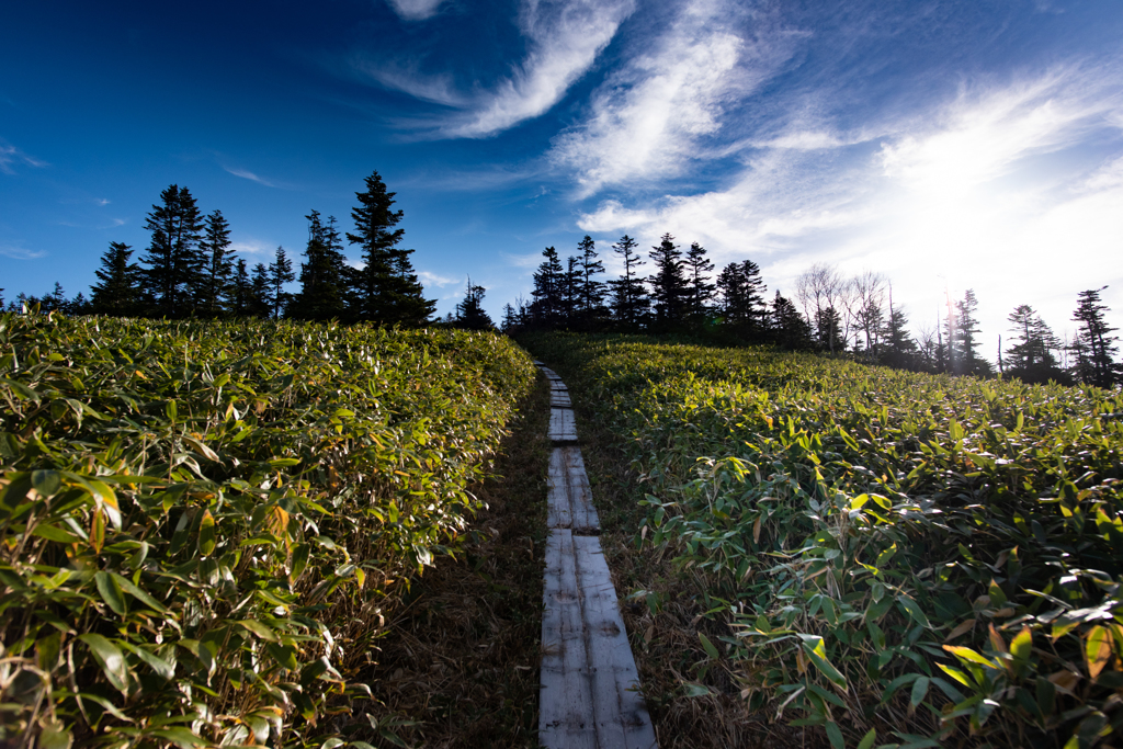 尾瀬　アヤメ平へ