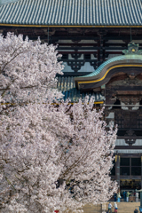 2025年春・奈良公園
