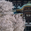 2025年春・奈良公園