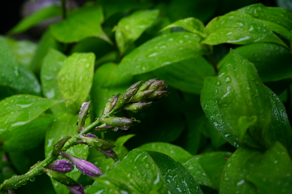 梅雨の合間　庭の花