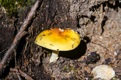 阿寒の森にて・タマゴタケ
