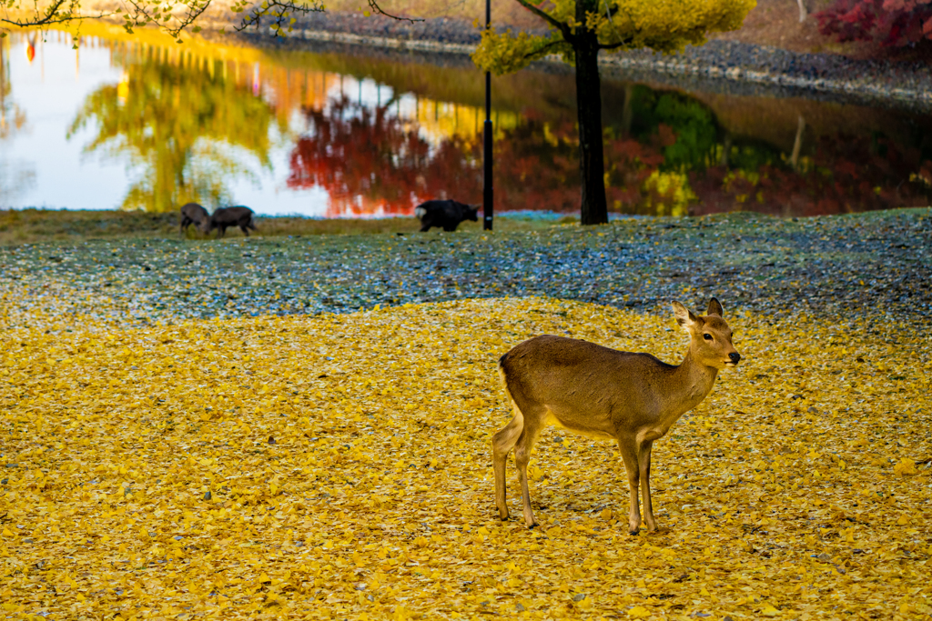 奈良公園