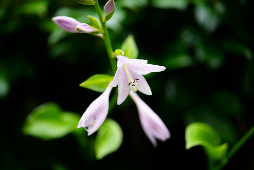 梅雨の合間　庭の花