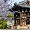 2025年春・奈良公園　東大寺奈良太郎