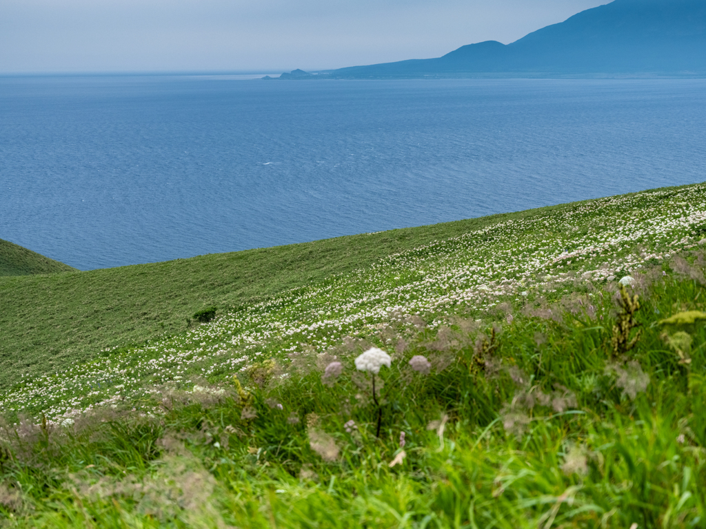 礼文島の風景