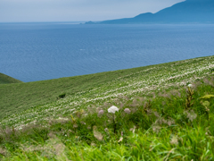 礼文島の風景