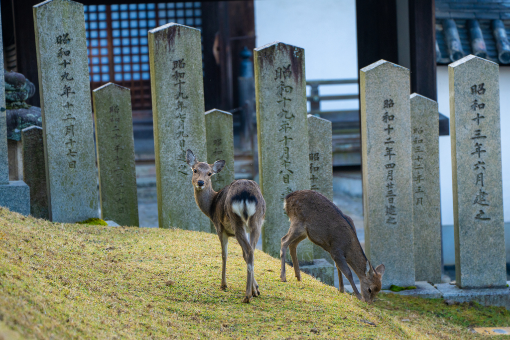 奈良公園