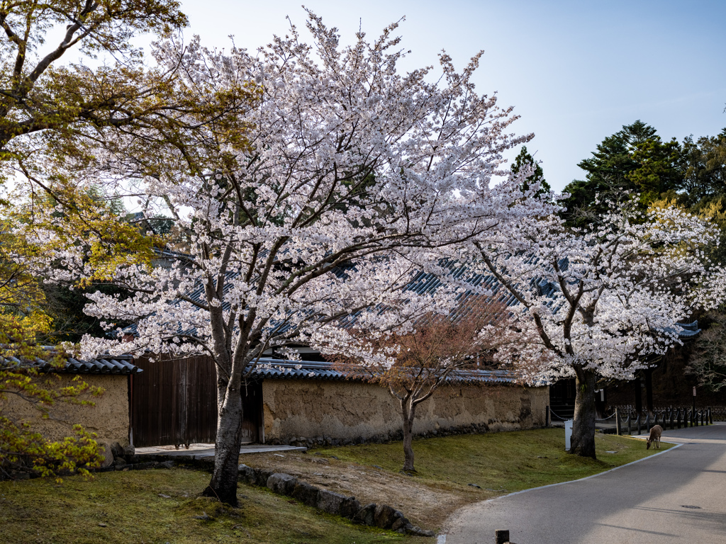 2025年春・奈良公園