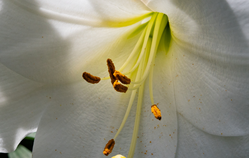 梅雨の合間　庭の花