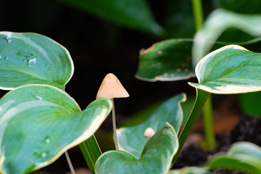 庭に生えてきたキノコ