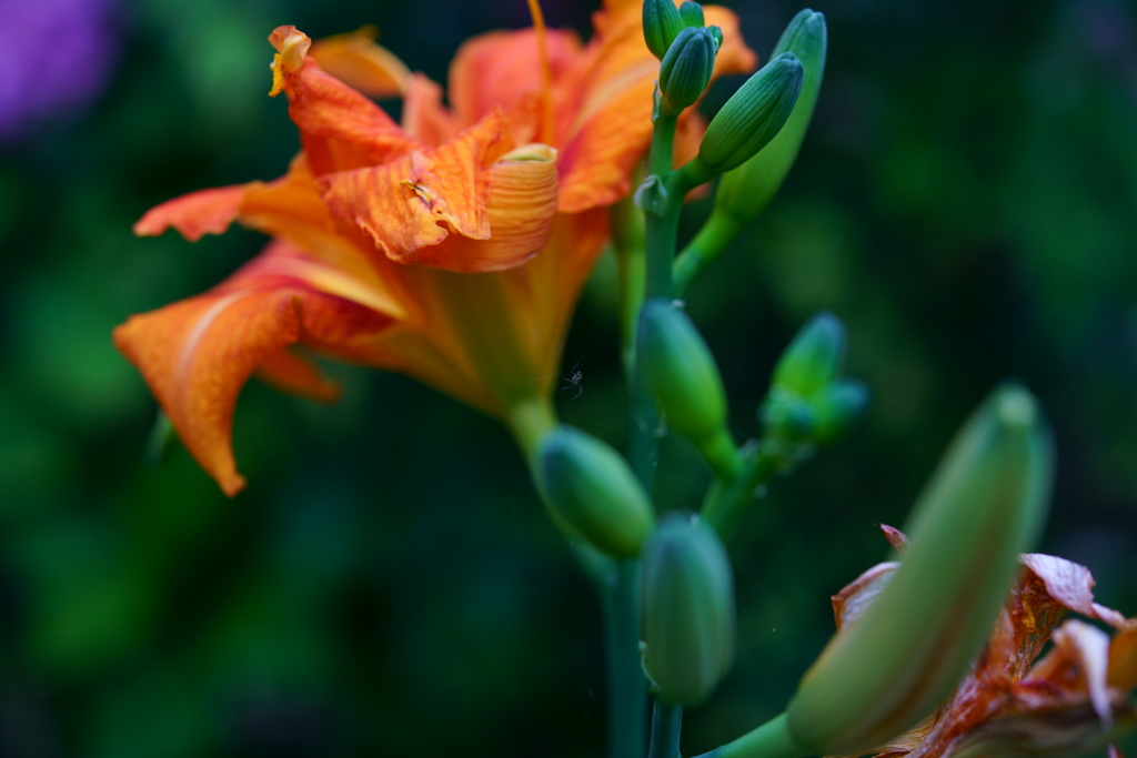 梅雨の合間　庭の花