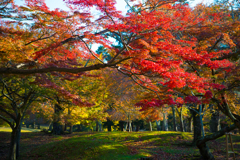 秋・奈良公園