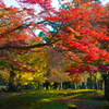 秋・奈良公園