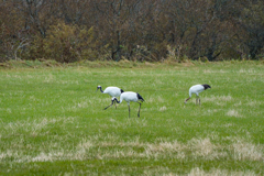 釧路の農場で出会ったタンチョウ