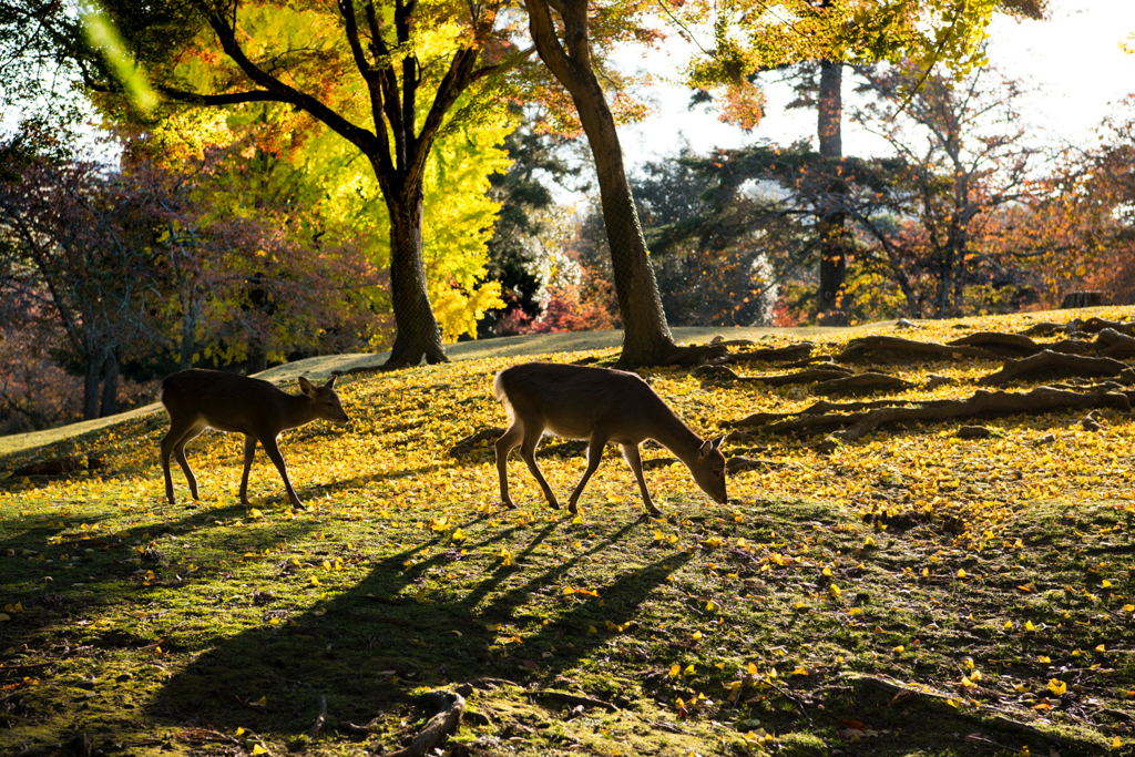 秋・奈良公園