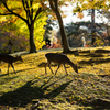 秋・奈良公園