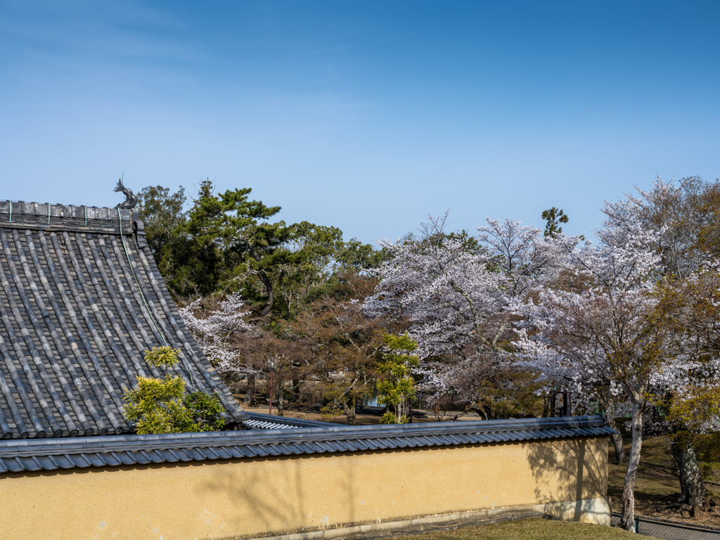 2025年春・奈良公園