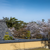 2025年春・奈良公園