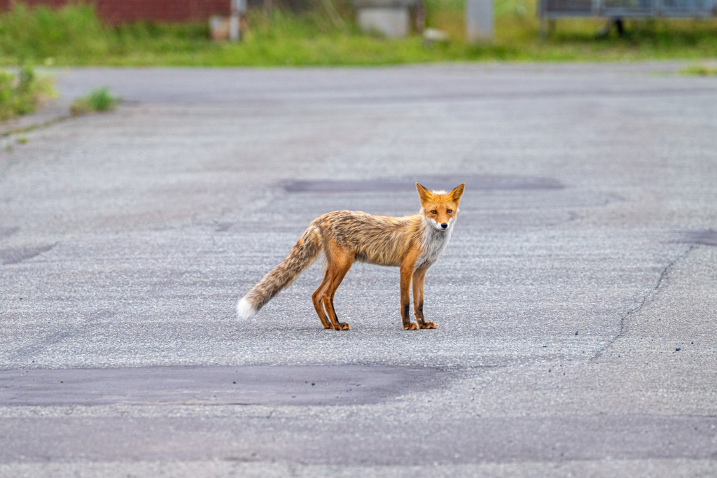 稚内・キツネもウロチョロ