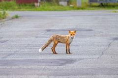 稚内・キツネもウロチョロ