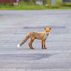 稚内・キツネもウロチョロ