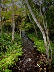 屈斜路湖の森1
