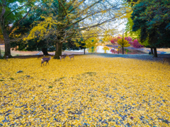 奈良公園