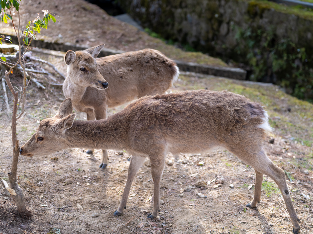 2025年春・奈良公園