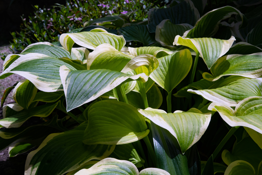 梅雨の合間　庭の花