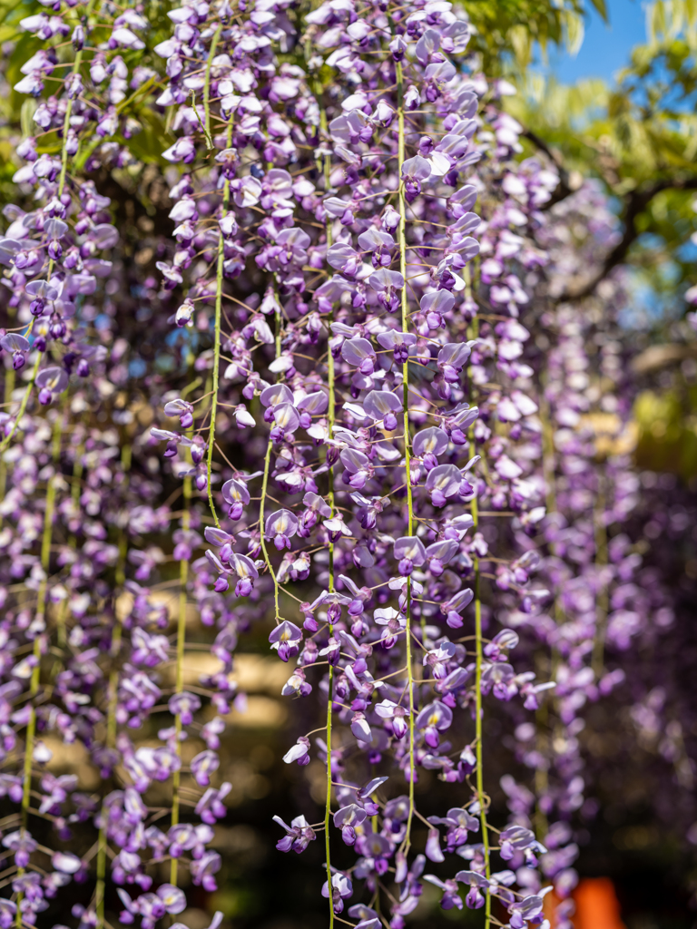 2025年・春日大社