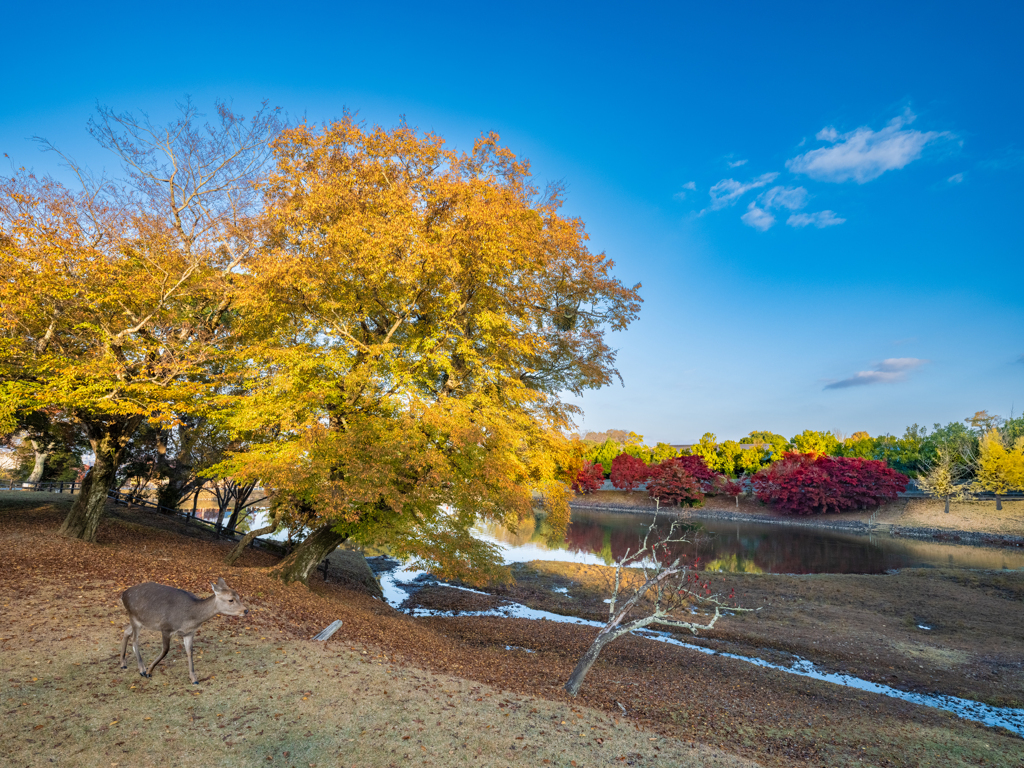 奈良公園