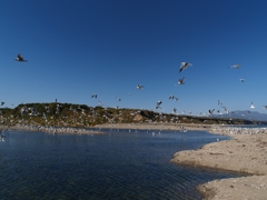 忠類川のカモメ
