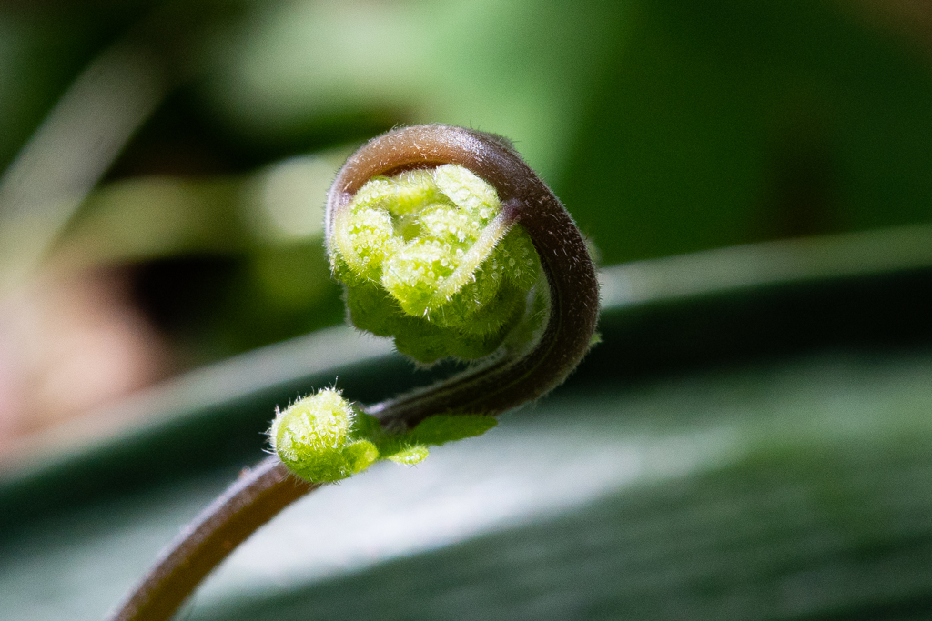 梅雨の合間　庭の花