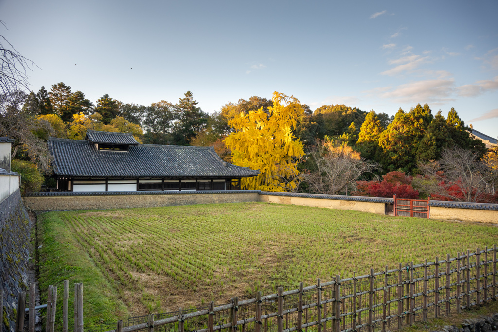 2024年・晩秋の奈良公園　東大寺二月堂供田
